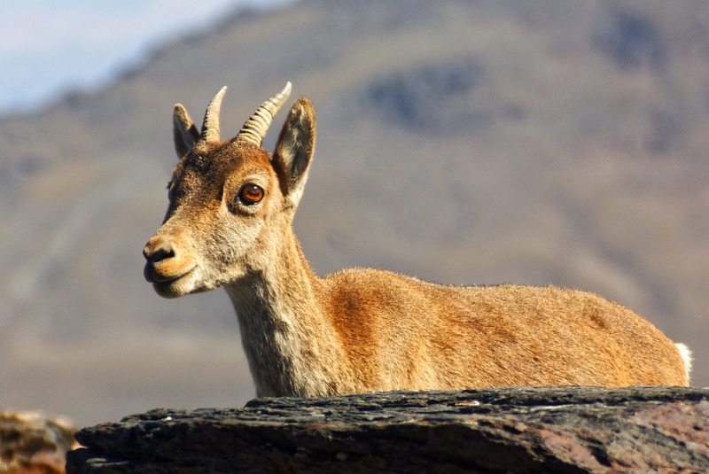 Sierra Nevada ibex
