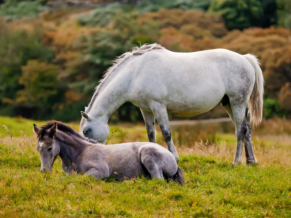 Galway beautiful places Connemara ponies