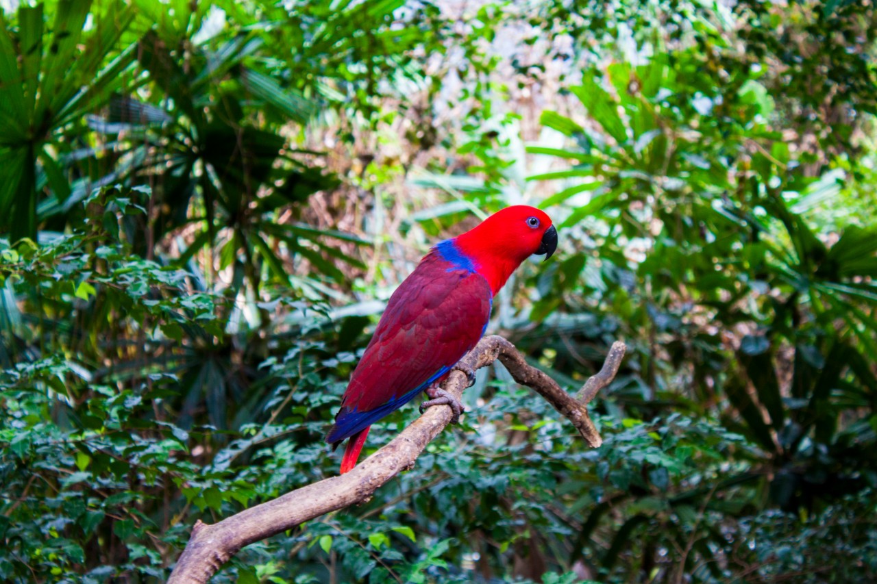https://travelinspires.org/wp-content/uploads/2019/04/places-to-visit-Australia-Daintree-rainforest-Queensland-Australia-red-and-blue-parrot.jpg