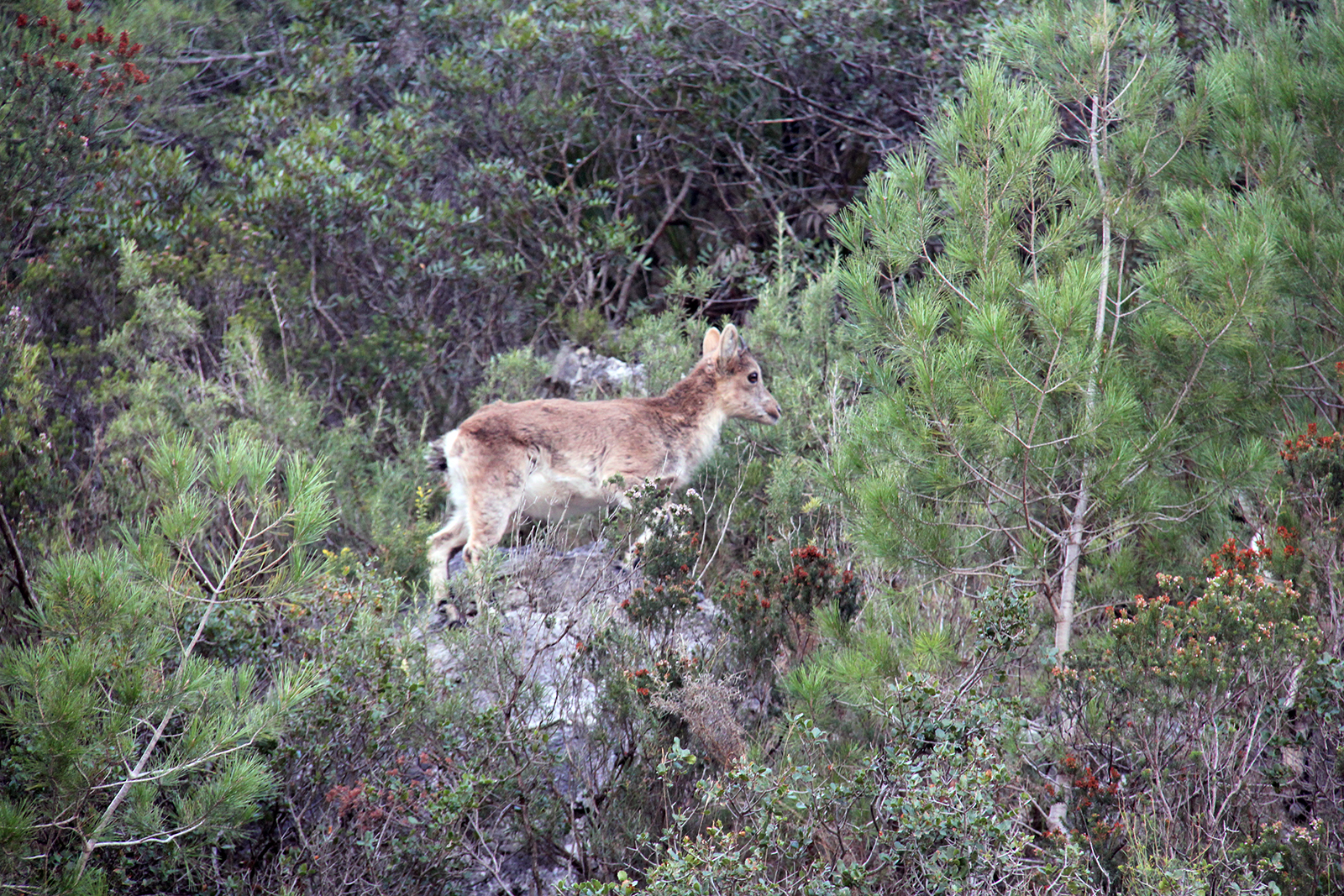 Mountain goats Els Ports Natural Park