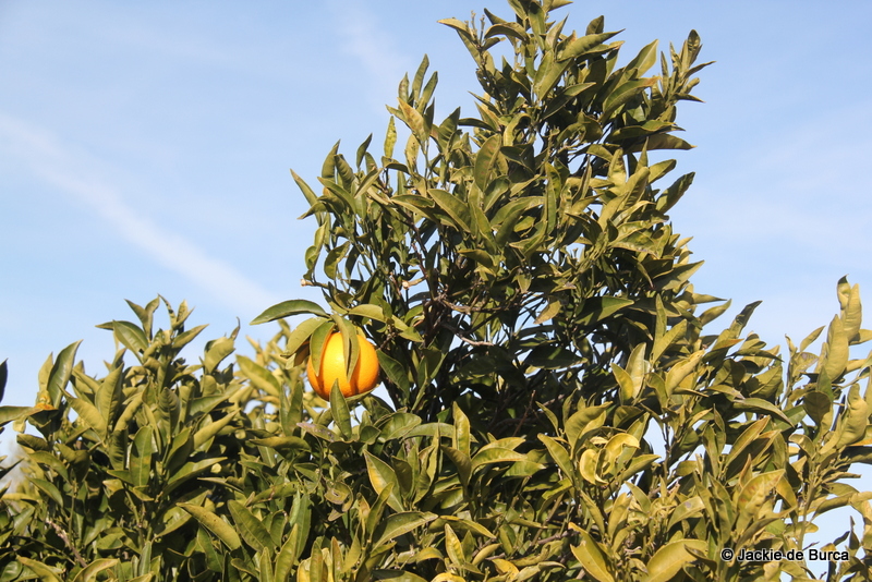 orange blossom coast harvest spain Travel Inspires