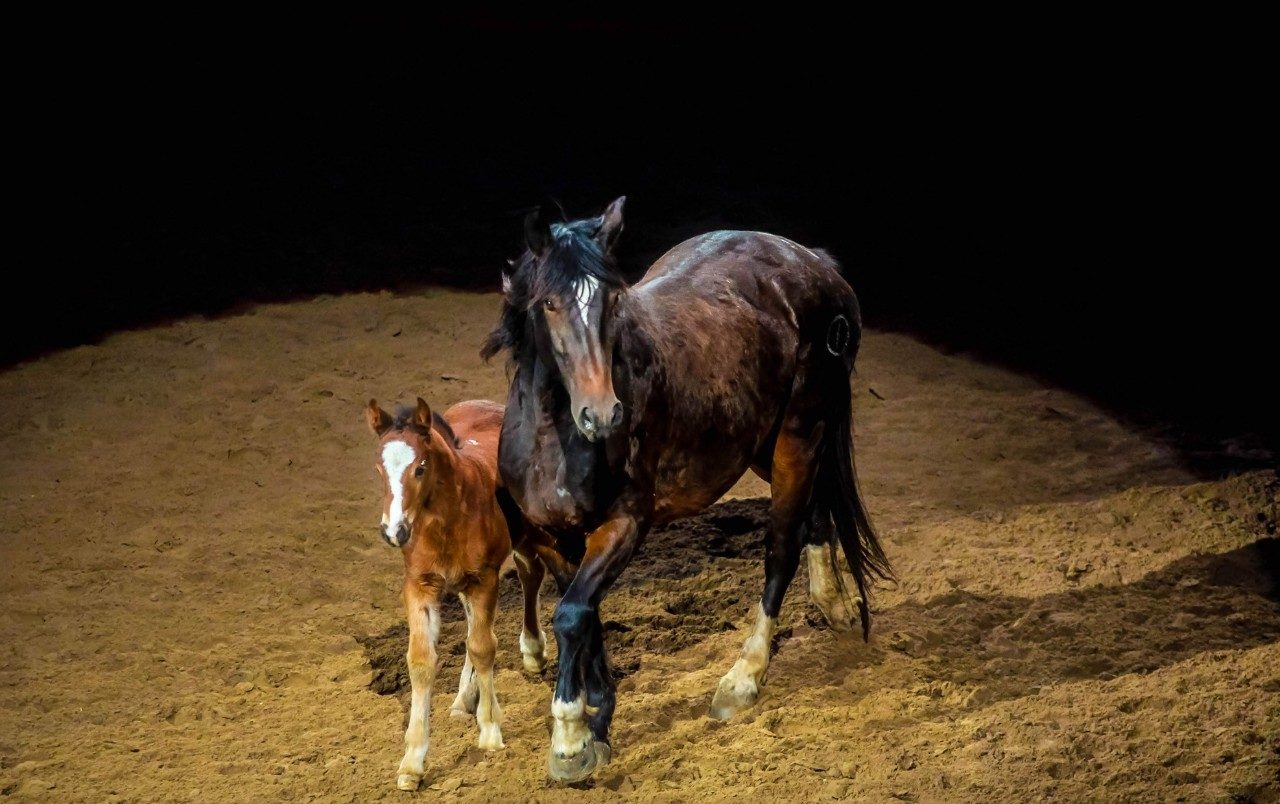 San Antonio Stock Show & Rodeo