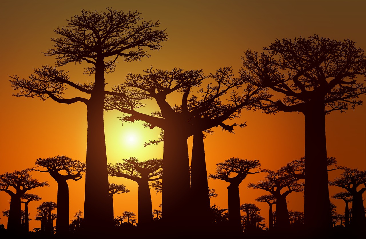 Baobab-madagascar - Travel Inspires