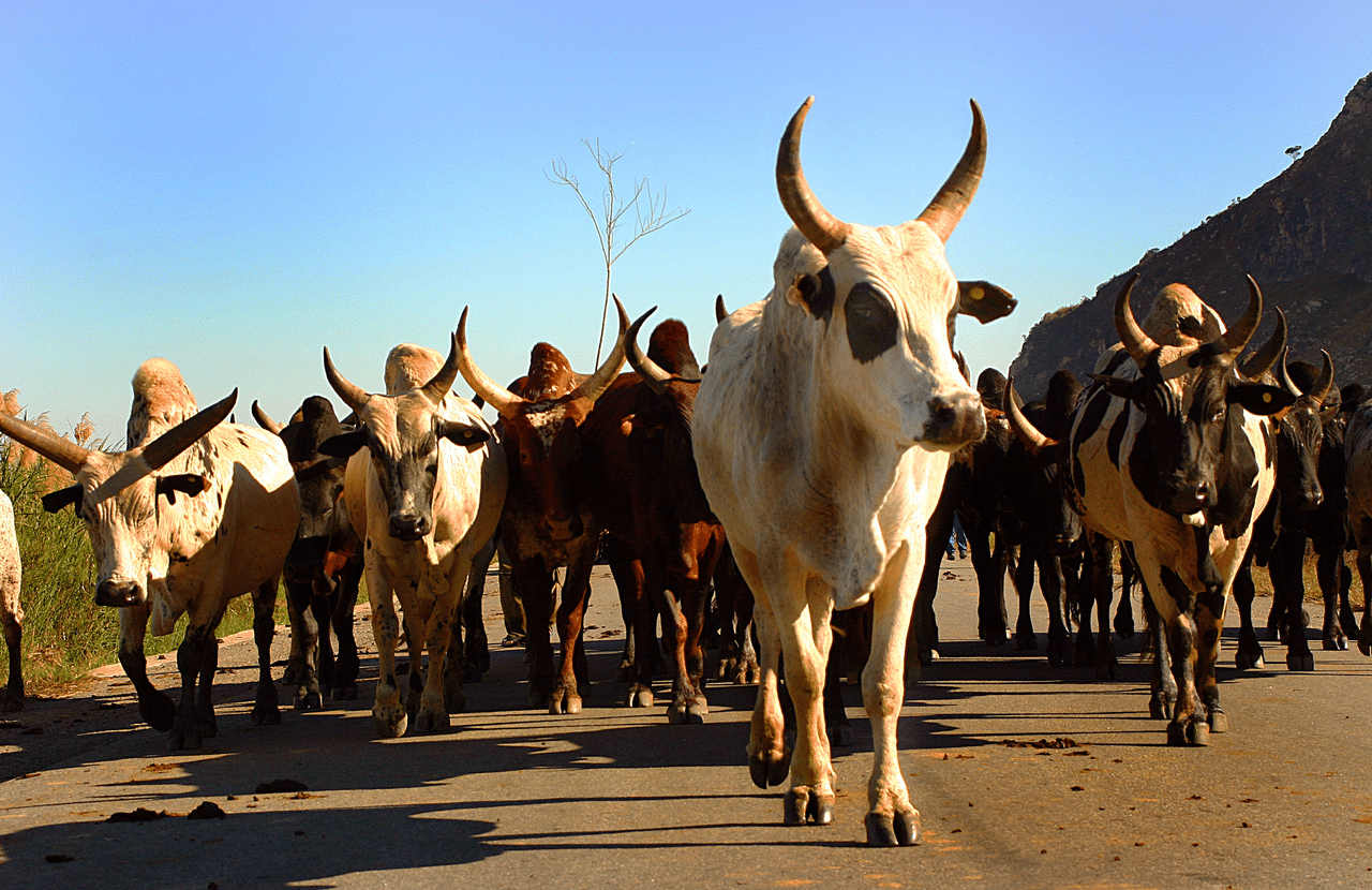 Herd of zebus