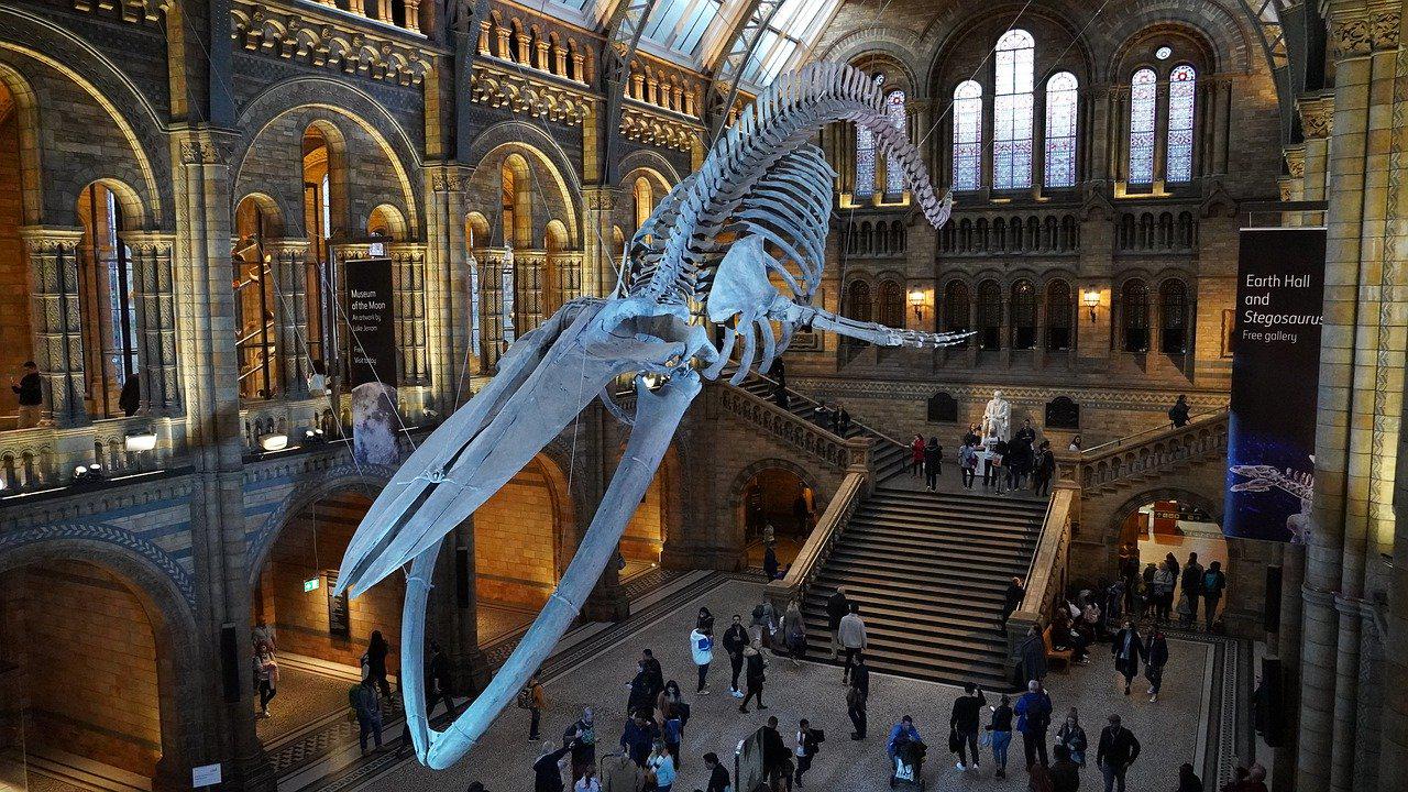 Natural History Museum London virtual museum tours