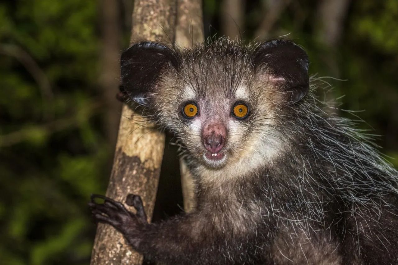 Madagascar's Endangered Species 1