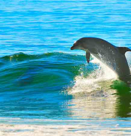 dolphins Ireland France