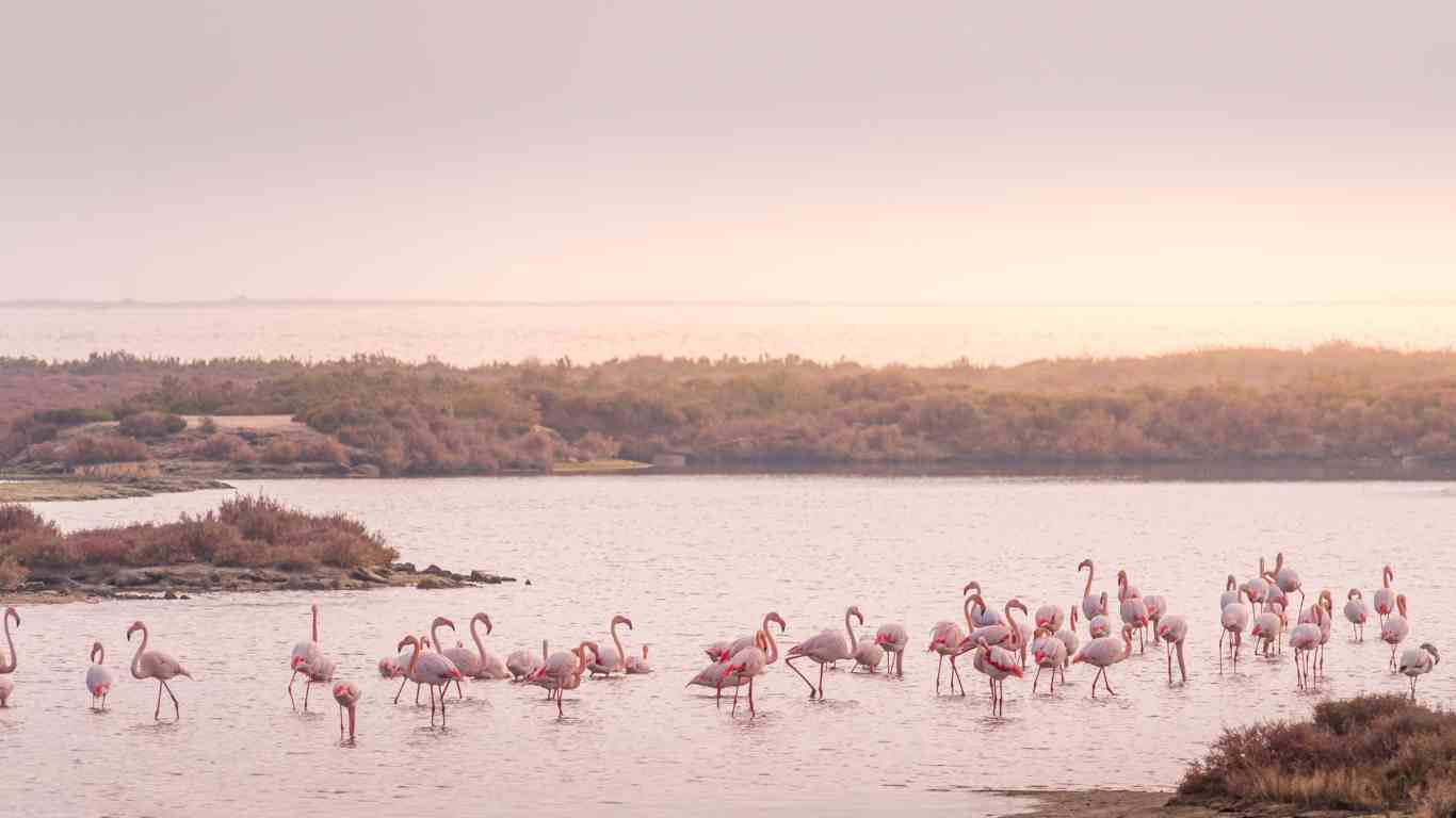 flamingoes delta de l'ebro
