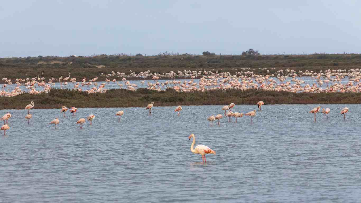 flamingos delta de l'ebro