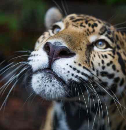 wild jaguar Belize jungle