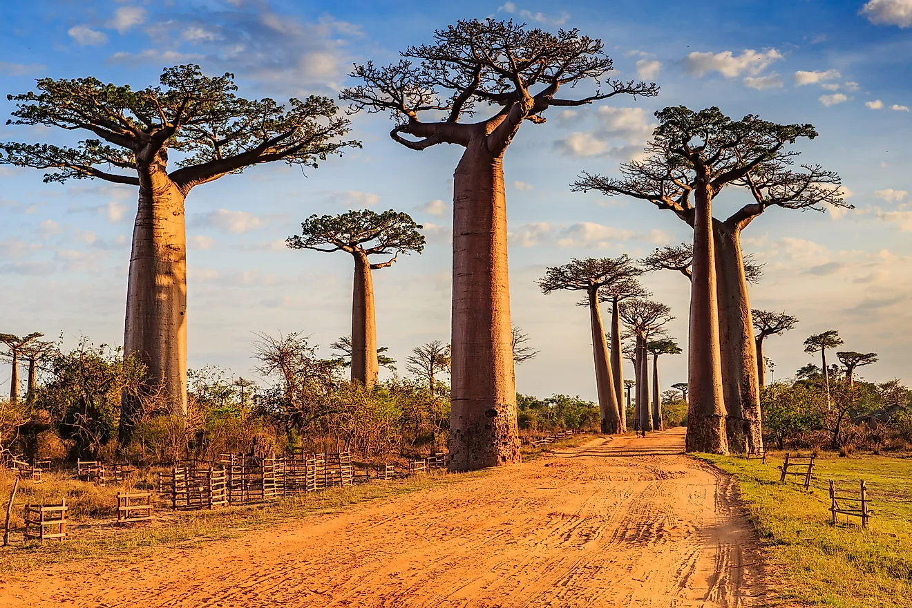 Avenue of Baobabs 1