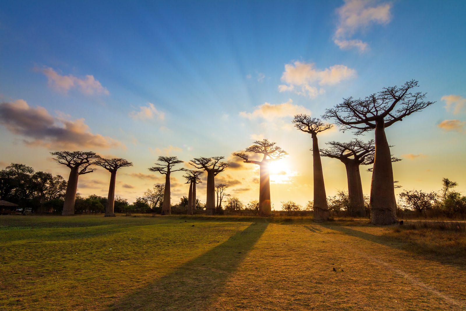 Avenue of Baobabs