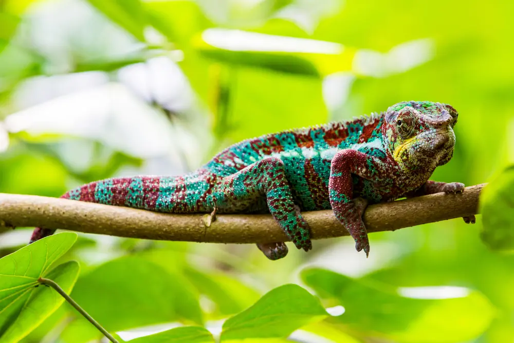 National Road 7 - chameleon