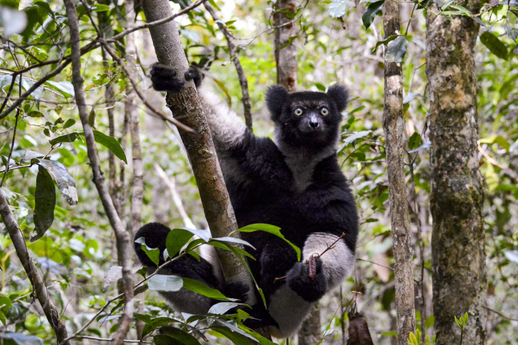 National Road 7 - lemur 2