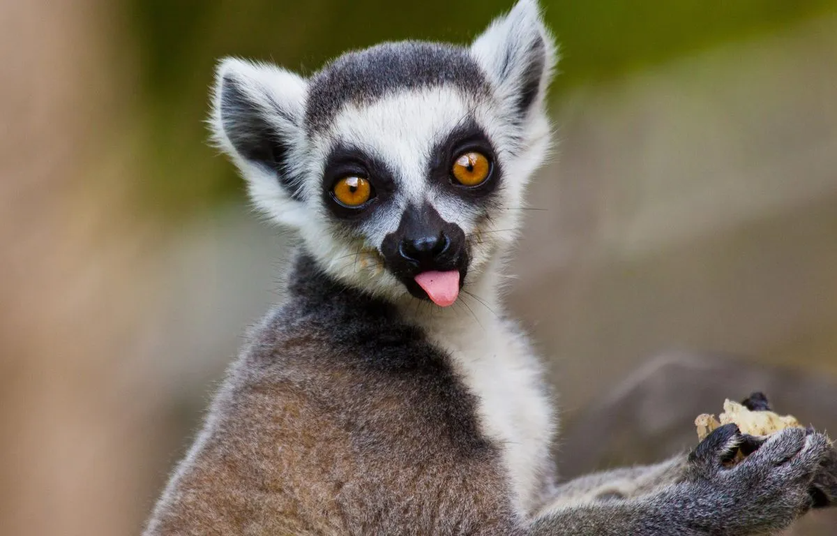 National Road 7 - lemur