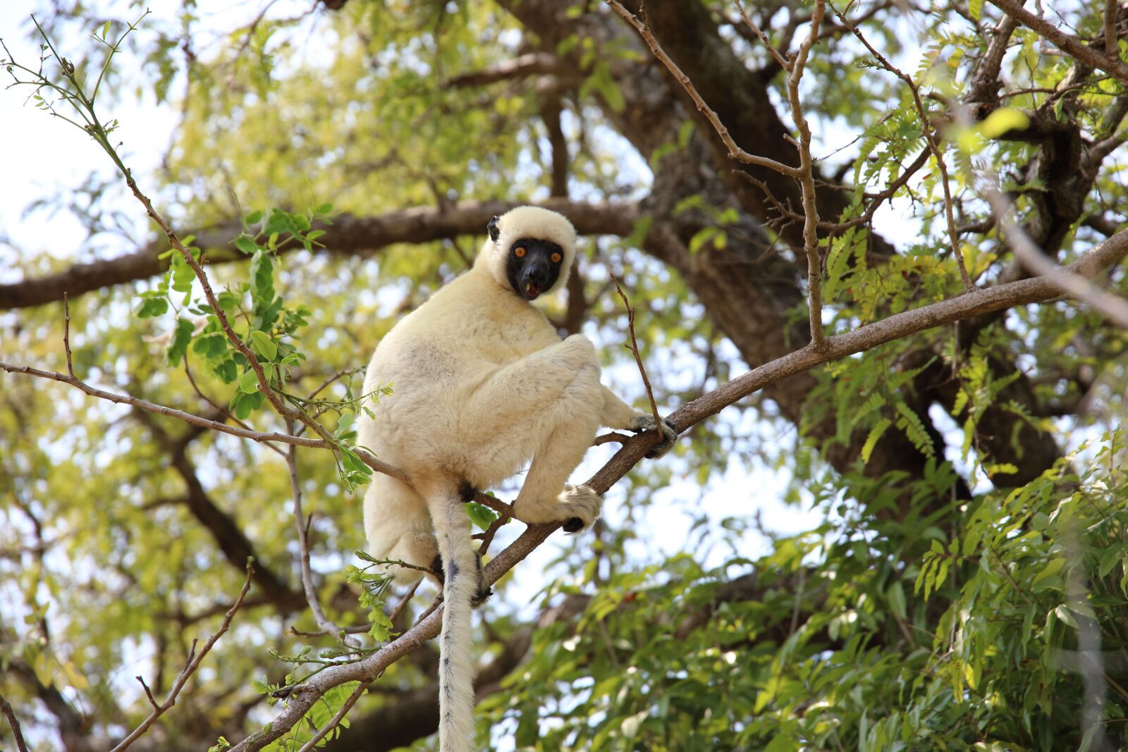 lemur of the tsingy