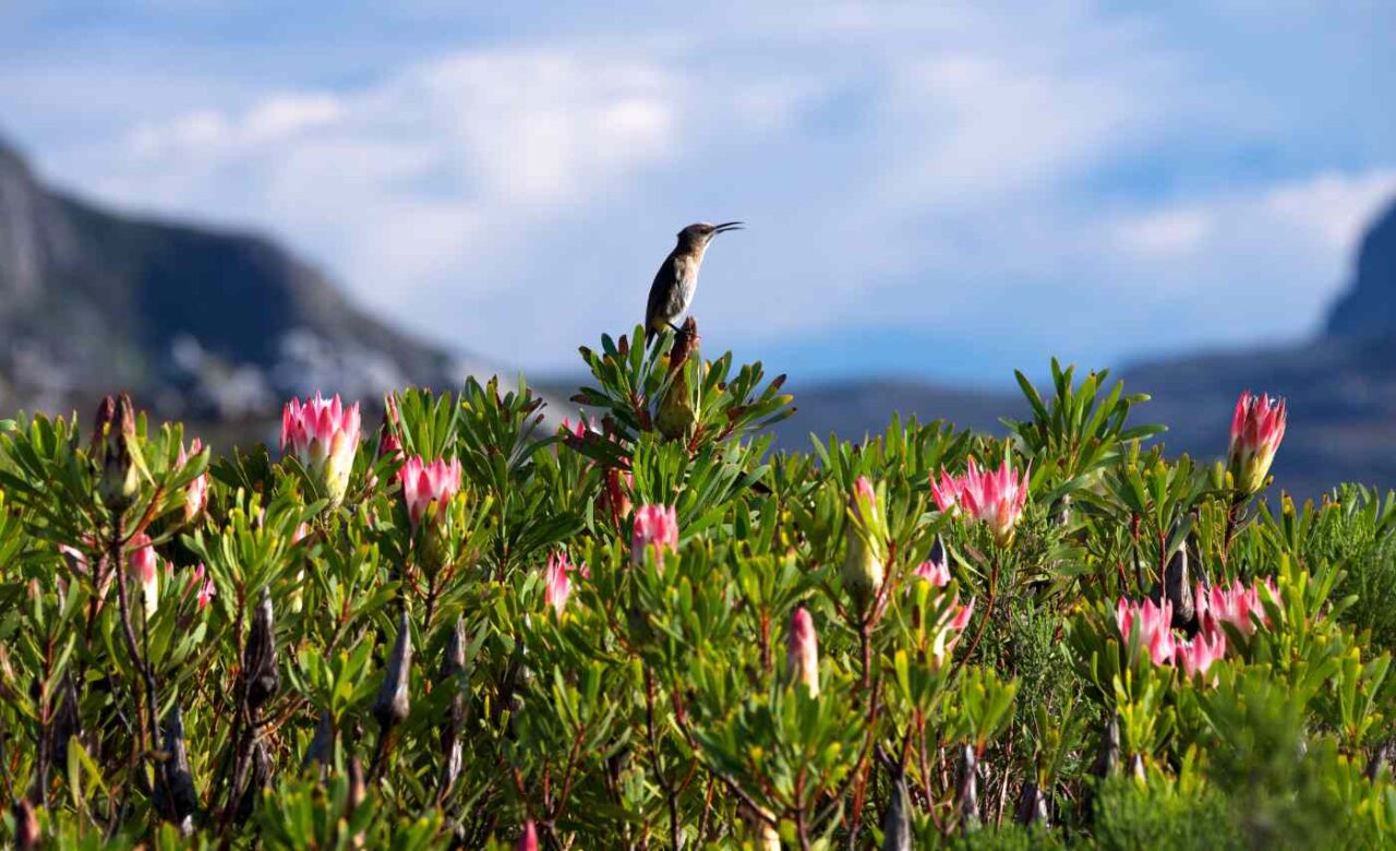 south africa sustainable tourism Fynbos