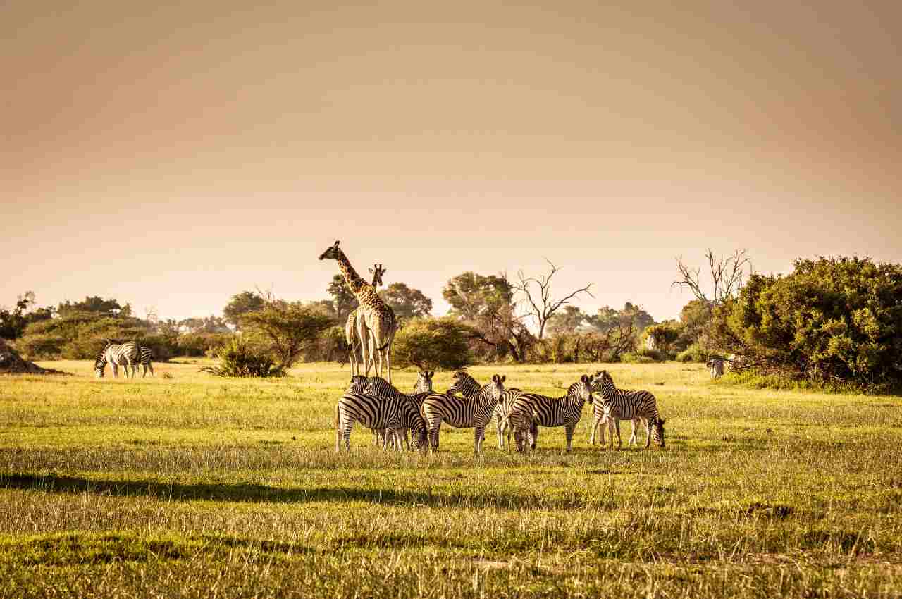 The Best National Parks For Wildlife Spotting In Africa Travel Inspires